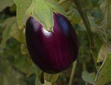 חציל