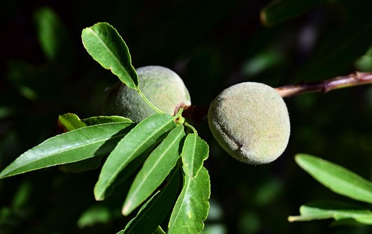 שקדים ירוקים